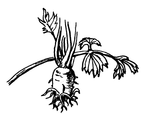 Сельдерей защищает капусту от гусениц белянки и капустной блошки.