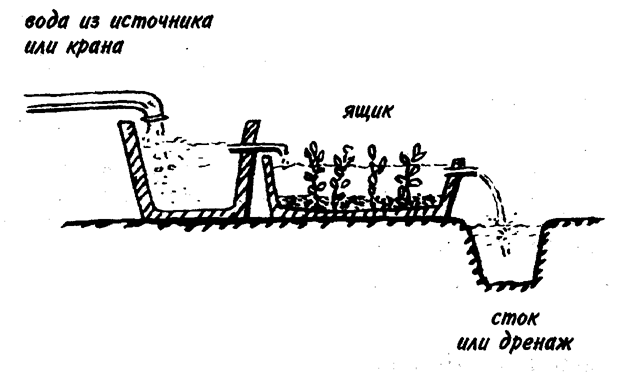 Кресс водяной можно выращивать также в проточных водах (если, например, через ваш участок протекает ручей).