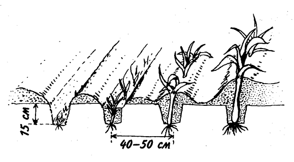 Рассаду лука-порея высаживают в канавки глубиной около 20 см.