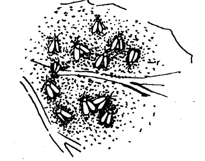 Белокрылки похожи на очень маленьких бабочек (их длина не превышает 2 мм), которые вредят, в основном, в защищённом грунте.