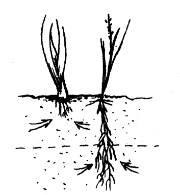 Сближая растения, корни которых растут в глубину, с теми, корни которых развиваются близко к поверхности, мы избегаем конкуренции между соседями.