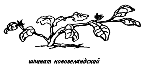 Шпинат защищает редис и редьку от блошки. Шпинат защищает редис и редьку от блошки.