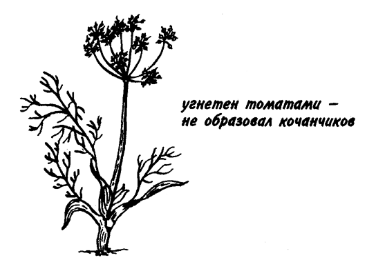 Не удивляйтесь, что, например, в совете 219 написано, что томаты хорошо сочетаются с фенхелем, а в совете 238 — что фенхель плохо растёт рядом с томатами.