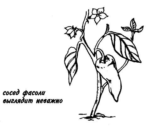 Сладкий перец лучше растёт рядом с огурцами, томатами, кольраби. Сладкий перец лучше растёт рядом с огурцами, томатами, кольраби.