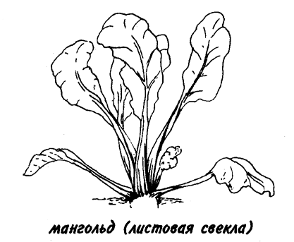 Листовая свёкла страдает от соседства со свёклой и шпинатом.