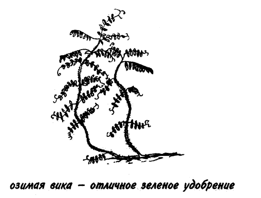 При уплотнённо-междурядном выращивании культур желательно ежегодно удобрять почву зелёными удобрениями (озимая рожь, озимая вика, клевер, люпин).