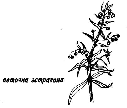 Некоторые овощеводы считают, что хрен защищает плодовые деревья от монилиоза и отпугивает колорадского жука. Некоторые овощеводы считают, что хрен защищает плодовые деревья от монилиоза и отпугивает колорадского жука.