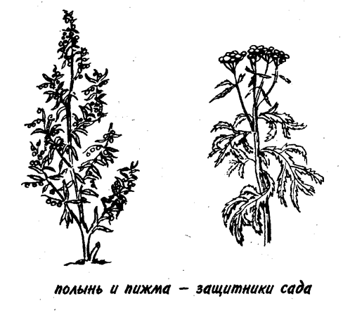 Под плодовыми деревьями рекомендуется выращивать кресс, шпинат новозеландский, портулак, мяту перечную, ясменник душистый.