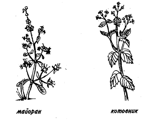 Эстрагон нельзя выращивать рядом с фенхелем, розмарин — с огурцами, портулак — с луком, а водяной кресс— с томатами.