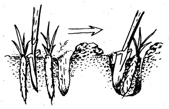 Скорцонера хорошо растёт лишь На участках с мощным и рыхлым, мягким плодородным слоем.