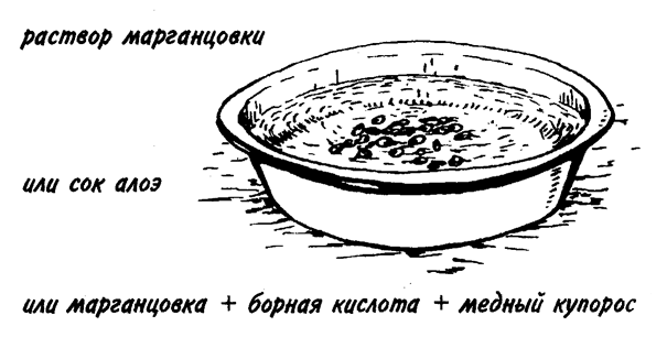 Развитие почвенной болезнетворной микрофлоры (грибки, бактерии) можно предупредить протравливанием семян.