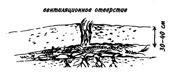 Артишоки растут на одном месте лишь по 3–4 года, во всем остальном столь же капризны, как и спаржа.