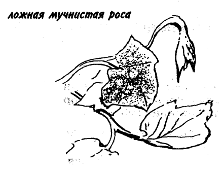 На листьях огурцов и дынь могут появляться жёлтые угловатые пятна, а с нижней стороны листьев — тёмно-серый мучнистый налёт. Это ложная мучнистая роса. На листьях огурцов и дынь могут появляться жёлтые угловатые пятна, а с нижней стороны листьев — тёмно-серый мучнистый налёт. Это ложная мучнистая роса.