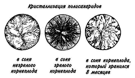 Полезность фруктов и овощей для человеческого организма определяется не только количеством содержащихся в них витаминов и других элементов, но и организацией биологического вещества.