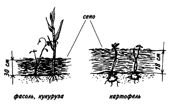 Интересную методику мульчирования применяет известный овощевод американка Рут Стаут.