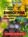 Виноград на приусадебном участке Виноград на приусадебном участке